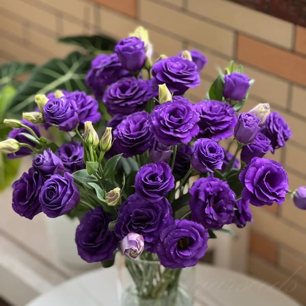 Eustoma Thornless Rose💐Lisanthus Seeds