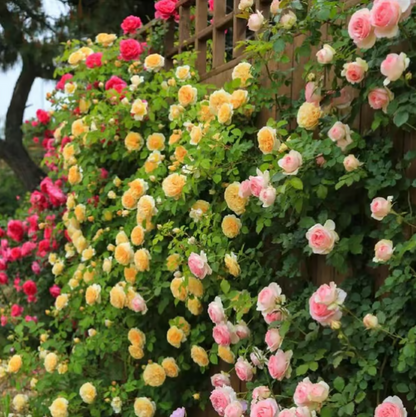 Climbing Vine Rose Flower Seeds🌹