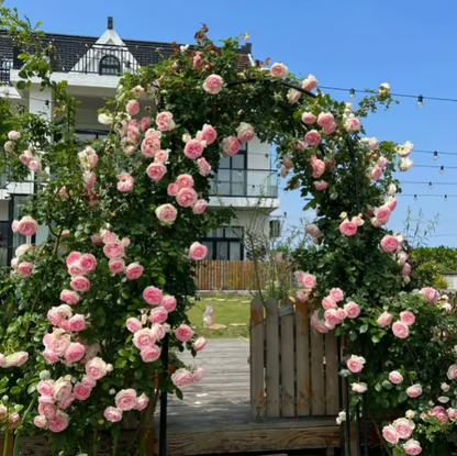 Climbing Vine Rose Flower Seeds🌹