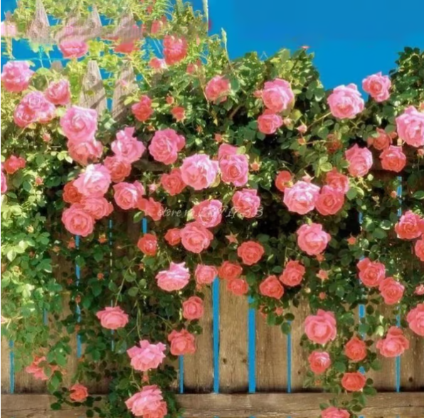 Climbing Vine Rose Flower Seeds🌹