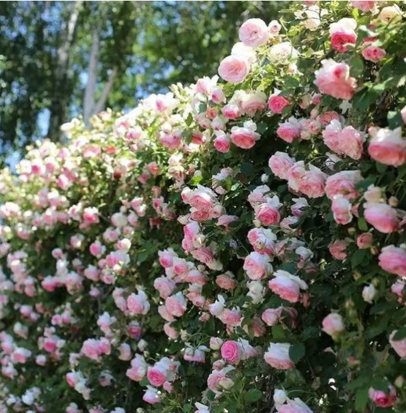 Climbing Vine Rose Flower Seeds🌹