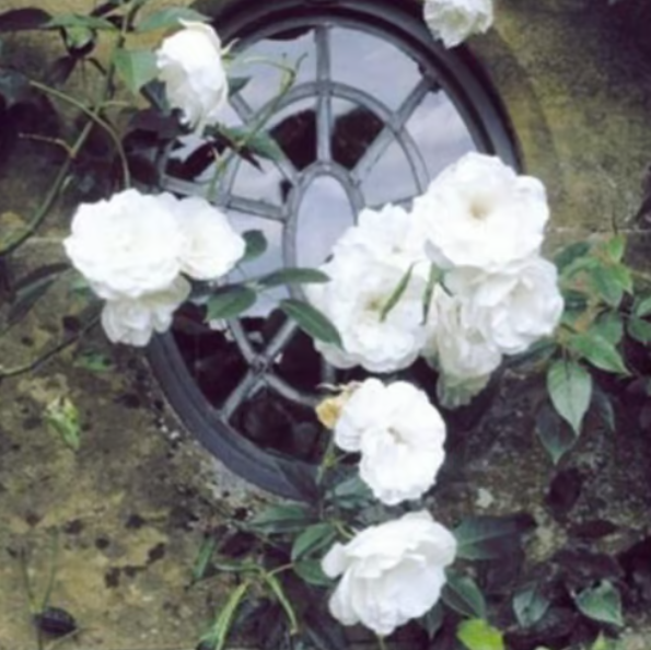 Climbing Vine Rose Flower Seeds🌹