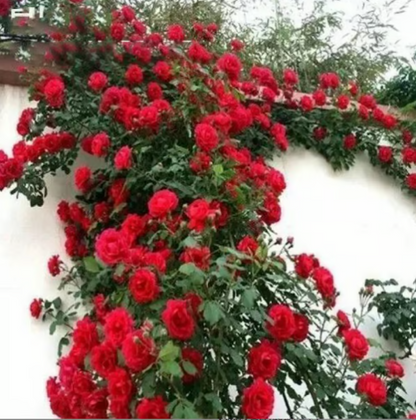 Climbing Vine Rose Flower Seeds🌹