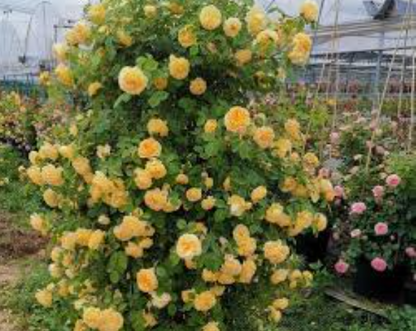 Climbing Vine Rose Flower Seeds🌹