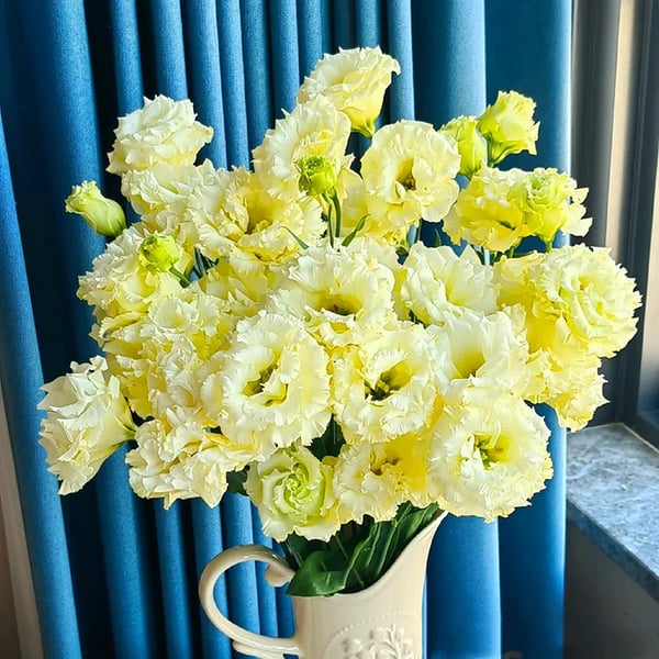 Eustoma Thornless Rose💐Lisanthus Seeds