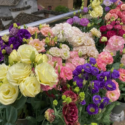 Eustoma Thornless Rose💐Lisanthus Seeds