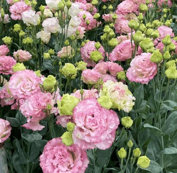 Eustoma Thornless Rose💐Lisanthus Seeds