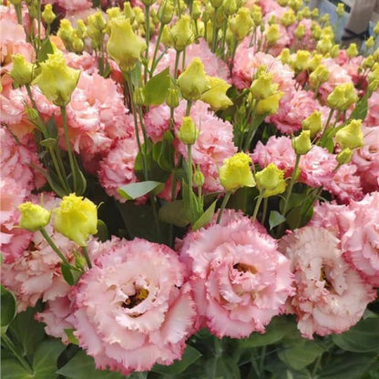 Eustoma Thornless Rose💐Lisanthus Seeds