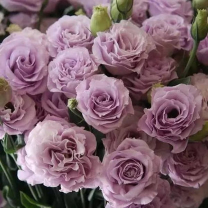 Eustoma Thornless Rose💐Lisanthus Seeds