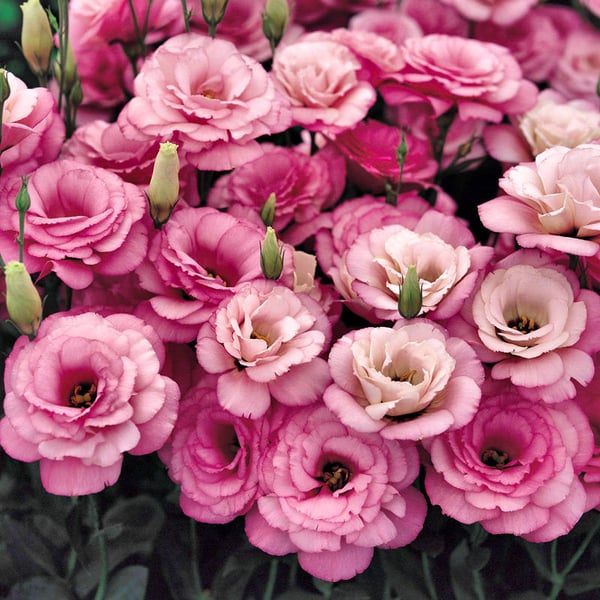 Eustoma Thornless Rose💐Lisanthus Seeds