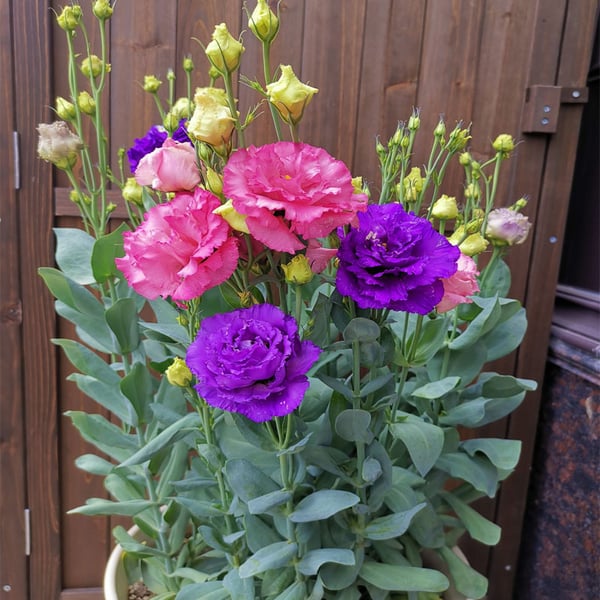 Eustoma Thornless Rose💐Lisanthus Seeds