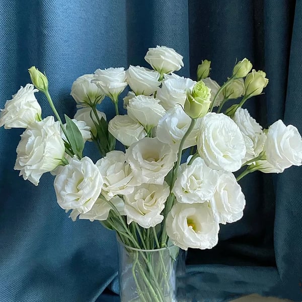 Eustoma Thornless Rose💐Lisanthus Seeds