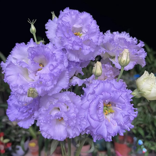 Eustoma Thornless Rose💐Lisanthus Seeds