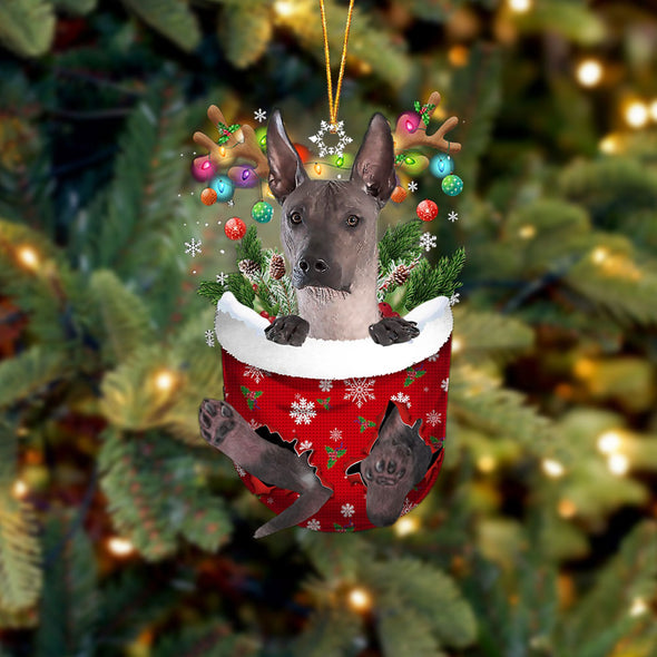 Xoloitzcuintli dans la décoration de Noël de poche de neige 