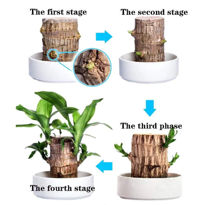 🔥Brazilwood Hydroponic Plants Groot Lucky Wood Potted🔥